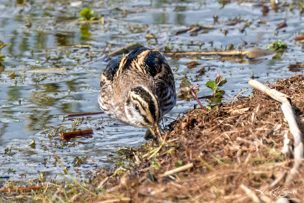 Jack snipe