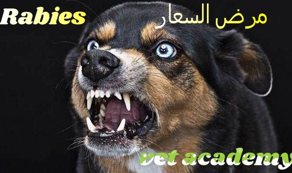 مرض السعار - داء الكلب - Rabies