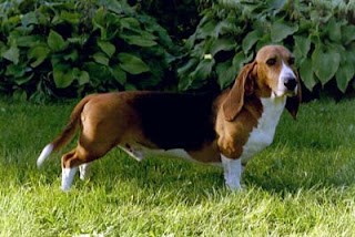 Basset Artésien Normand France Dog