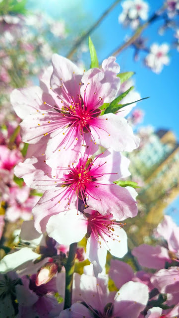 9Peach blossoms in spring photographs, come to see our collection