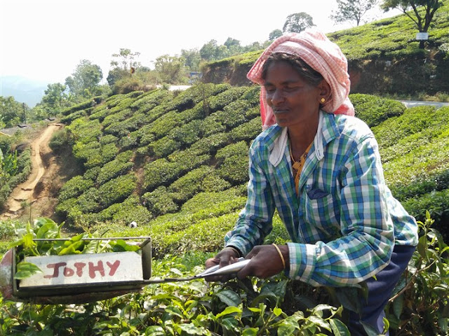 munnar kerala tea gardens