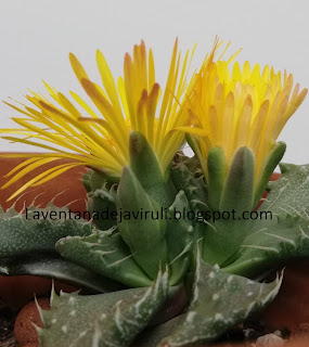 faucaria-tigrina