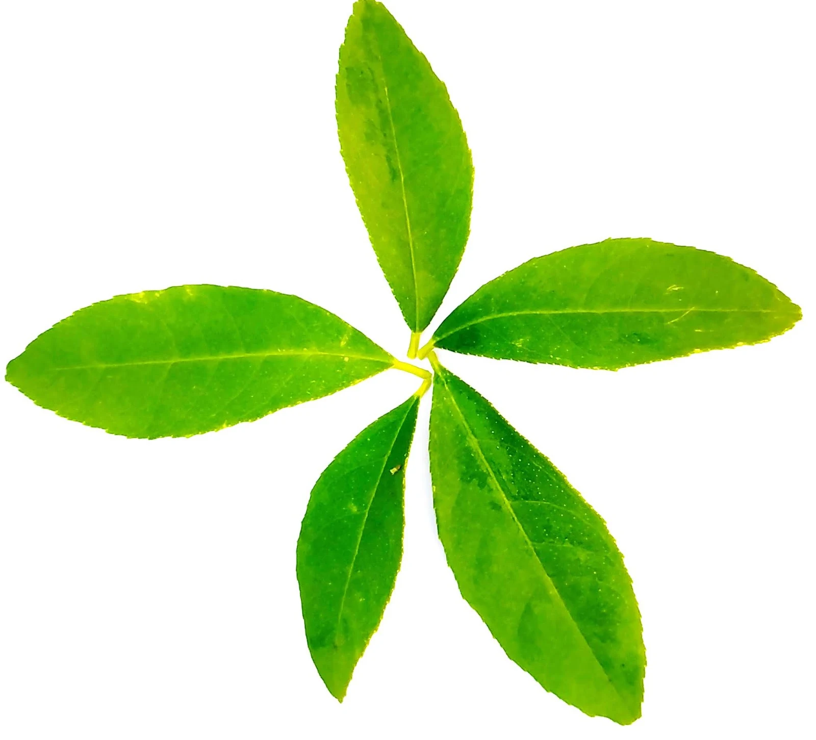 Natural Green Lemon Leaf