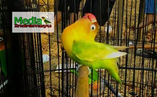 ciri fisik lovebird konslet, lovebird konslet mp3, cara bikin lovebird konslet ngekek terus, master lovebird fighter mp3, download suara lovebird fighter, suara master lovebird fighter, ciri lovebird konslet, lovebird konslet adalah, lovebird fighter mp3, download video lovebird fighter, mencetak lovebird fighter, ciri lovebird balibu fighter, download lovebird fighter, masteran lovebird fighter, trik menjadikan lovebird konslet, cara bikiin lovebird konslet ngekek terus, ciri fisik lovebird konslet, ramuan lovebird konslet, download video lovebird konslet, ciri " lovebird konslet, lovebird konslet betina