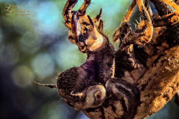 macro cicada shell, Lisa on Location Photography, 365 photo project, San Antonio, Austin, New Braunfels