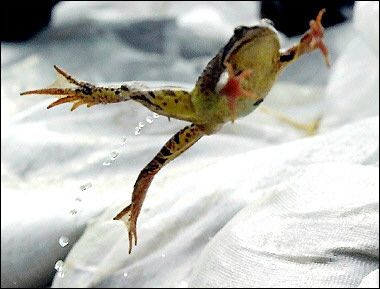 Amazing Animals Jump Seen On www.coolpicturegallery.us