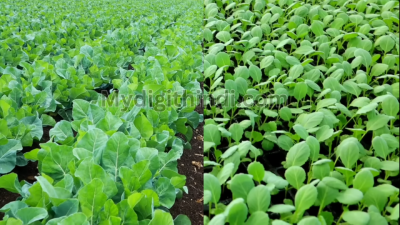 फूलगोभी की खेती | Cauliflower Farming | फूलगोभी की खेती से कमाई