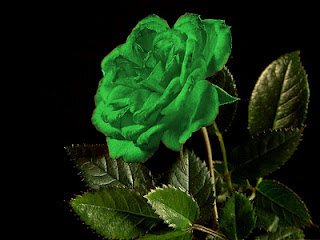 bunga mawar hijau