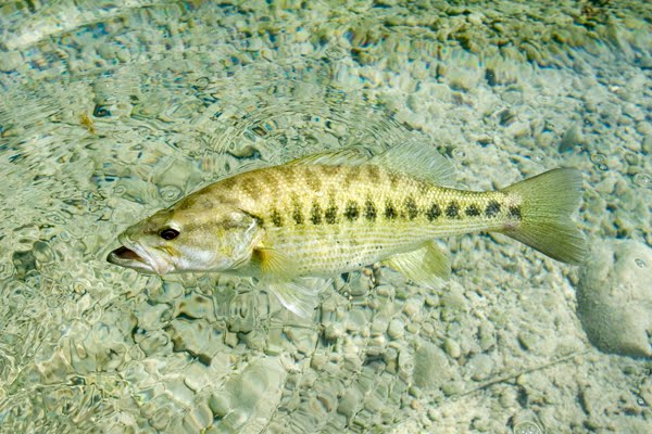 Fish Index: Guadalupe Bass (Micropterus treculii)
