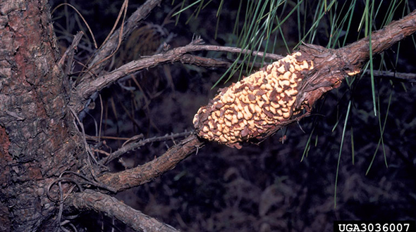 Fusiform rust disease forms galls on pine trees