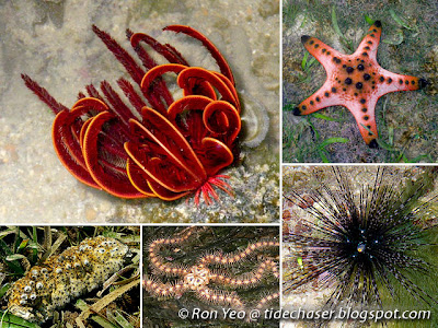 Echinoderms (Phylum Echinodermata)