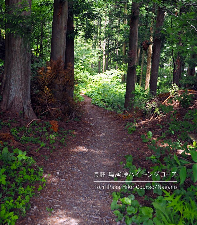 鳥居峠ハイキングコースの細い道