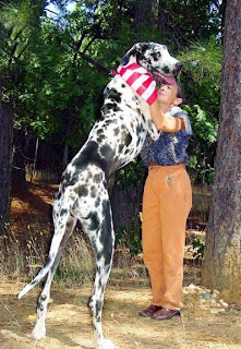 great dane dog puppy puppies breeds hound canine pooch canis bow-wow despicable fellow qen txakurra gos pas hond koer aso koira kutya hundur madra pets huisdieren animaux de compagnie Haustiere de companie husdjur Evcil Hayvan anifeiliaid anwes domace zvali augintiniai alagang hayop domaci zvirata kucni ljubimci animals domestics maskotak wallpaper