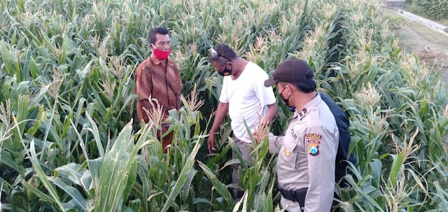 Bayi usia 2 hari ditemukan ditengah ladang jagung desa Sumurmati - Probolinggo