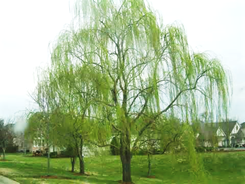 clip_image002