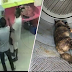 (Video) 'Sakit hati tengok!' - Dua lelaki sumbat kucing bunting dalam mesin pengering pakaian