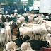 Eid-El-Kabir: Ogun Govt Warns Ram Sellers