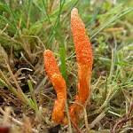 Cordyceps militaris