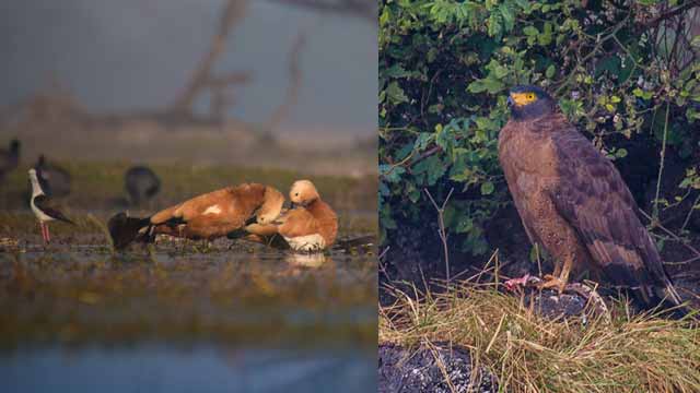 Keoladeo National Park in Gujarati