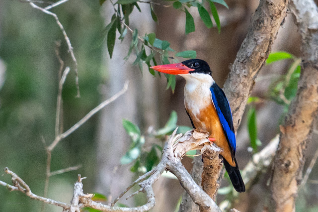 An Bui 2024 Dong Thap - Black Capped Kingfisher (Sả đầu đen)