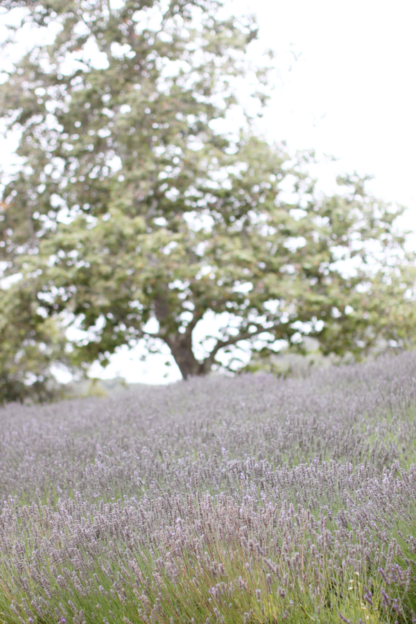 Lavender fields at Carmel Valley Ranch