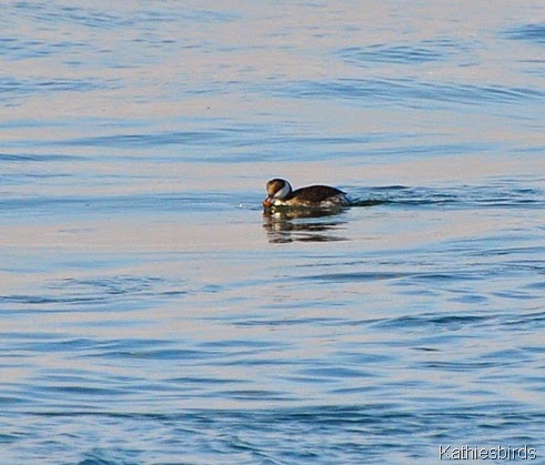12. horned grebe in inlet-kab