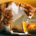 Cat with fish in water