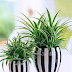 Greening Up Your Space: Creative Indoor Planting Ideas