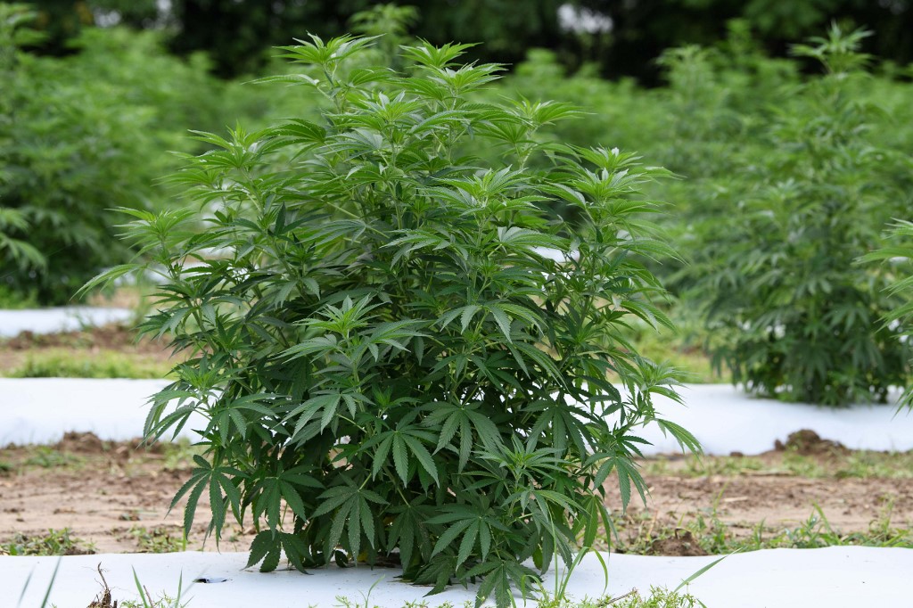 Decision to create an authority for hemp cultivation