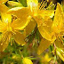 St. John’s Wort Health Benefits