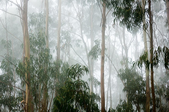 mist, eucalyptus trees, forest, misty day