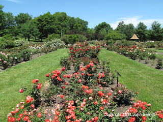 Maplewood Rose Garden 23 June 2009
