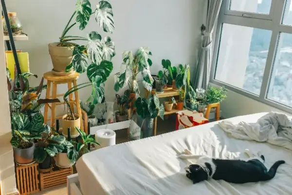 Best Plants for Bedroom
