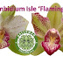 VIDEO - CYMBIDIUM ISLE 'FLAMINGO'