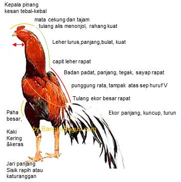 Ciri umum bergambar ayam  bangkok aduan  yang  bagus  Ayam  