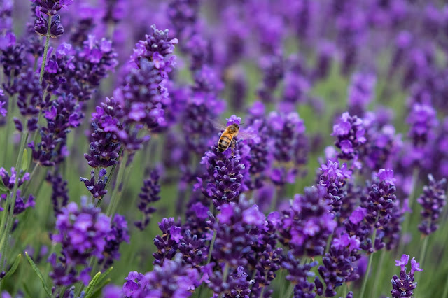 Paarse lavendel Lavandula angustifolia 'Hidcote'