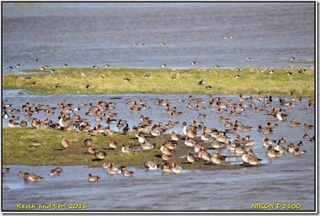 Slimbridge WWT - January