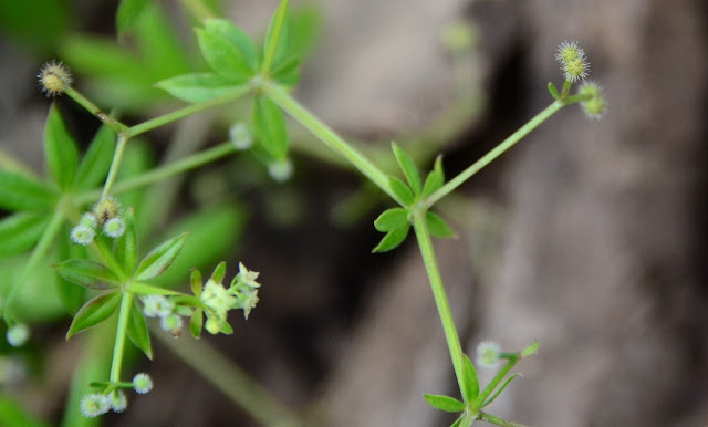 Galium triflorum ,  Sweet-scented Bedstraw, Galium seeds, cohan magazine, cohan seeds