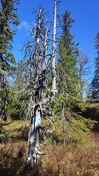 fjelltoppjakten  elsrudkollen vikerfjell ådalen