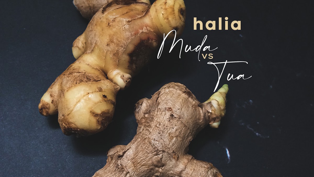 Beza Halia Muda Dan Halia Tua Blog Sihatimerahjambu