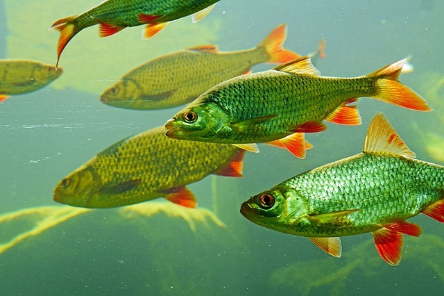 gambar ikan sungai