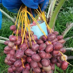 Supplier Bibit Kurma Ajwa Terlaris Pangkalpinang - utilidadepublicainf