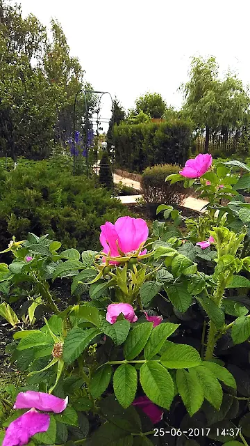 Rosa rugosa rubra