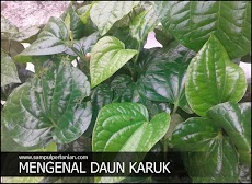 Daun KARUK atau Kaduk (Tanaman Herbal, Manfaat dan Kandungan)