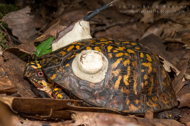 Ohio Box turtle Project