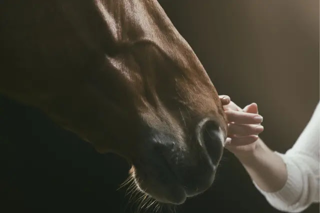 les-chevaux-ont-ils-besoin-de-manger-la-nuit-1