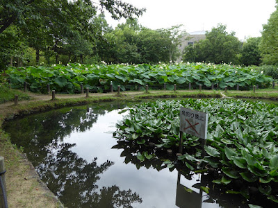 花博記念公園鶴見緑地のハス池（奥）、手前はため池