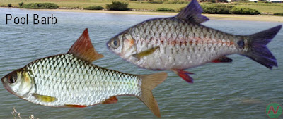 pool barb, pool barb fish, পুঁটি মাছ