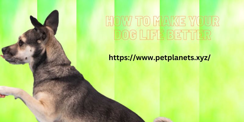 How to Make your dog life better