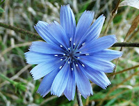 chicorée, Cichorium intybus